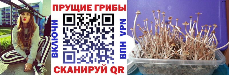 Псилоцибиновые грибы MAGIC MUSHROOMS Купить где Болохово
